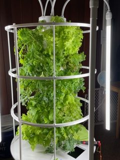 In the Green Midwinter: Hydroponic Garden Yields Indoor Goodness